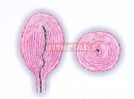 HUMAN PACINIAN CORPUSCLE MODEL